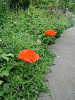 poppy in border