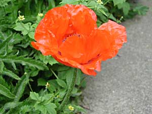 poppy flower closeup