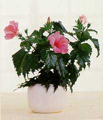 hibiscus1-op.jpg (8720 bytes)